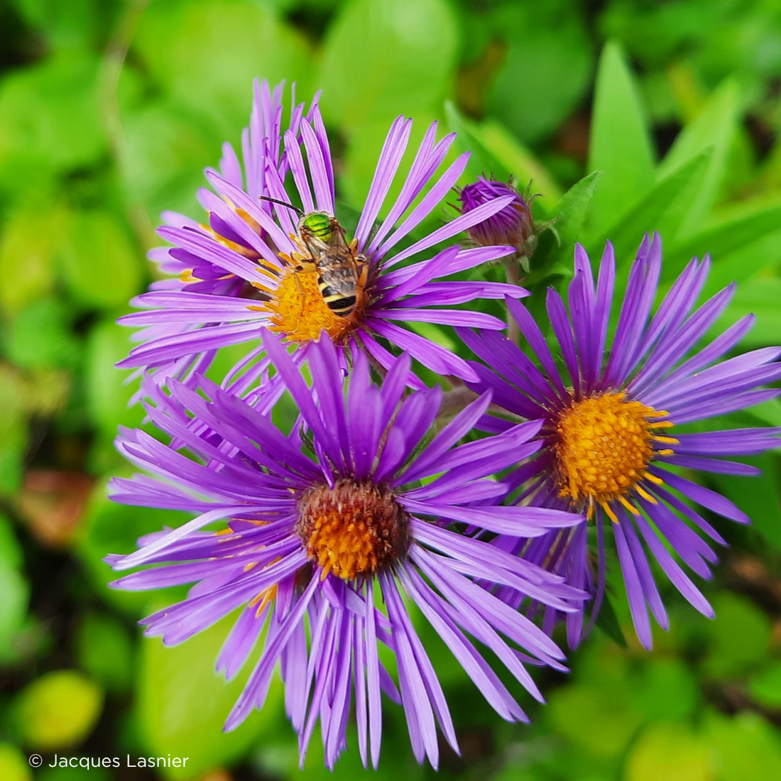 Aster avec un pollinisateur indigène