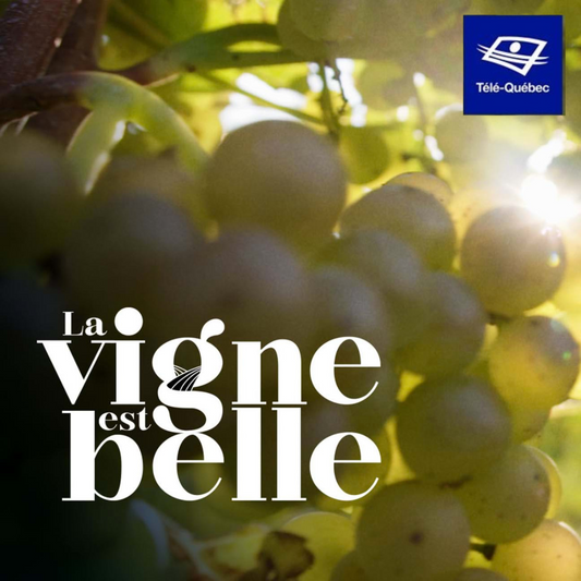 La vigne est belle : dans les coulisses du vin québécois!