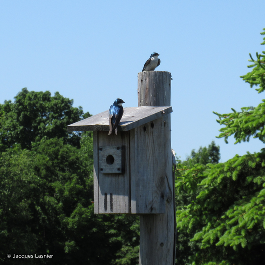 Des nichoirs pour favoriser la nidification d'oiseaux insectivores au Vignoble