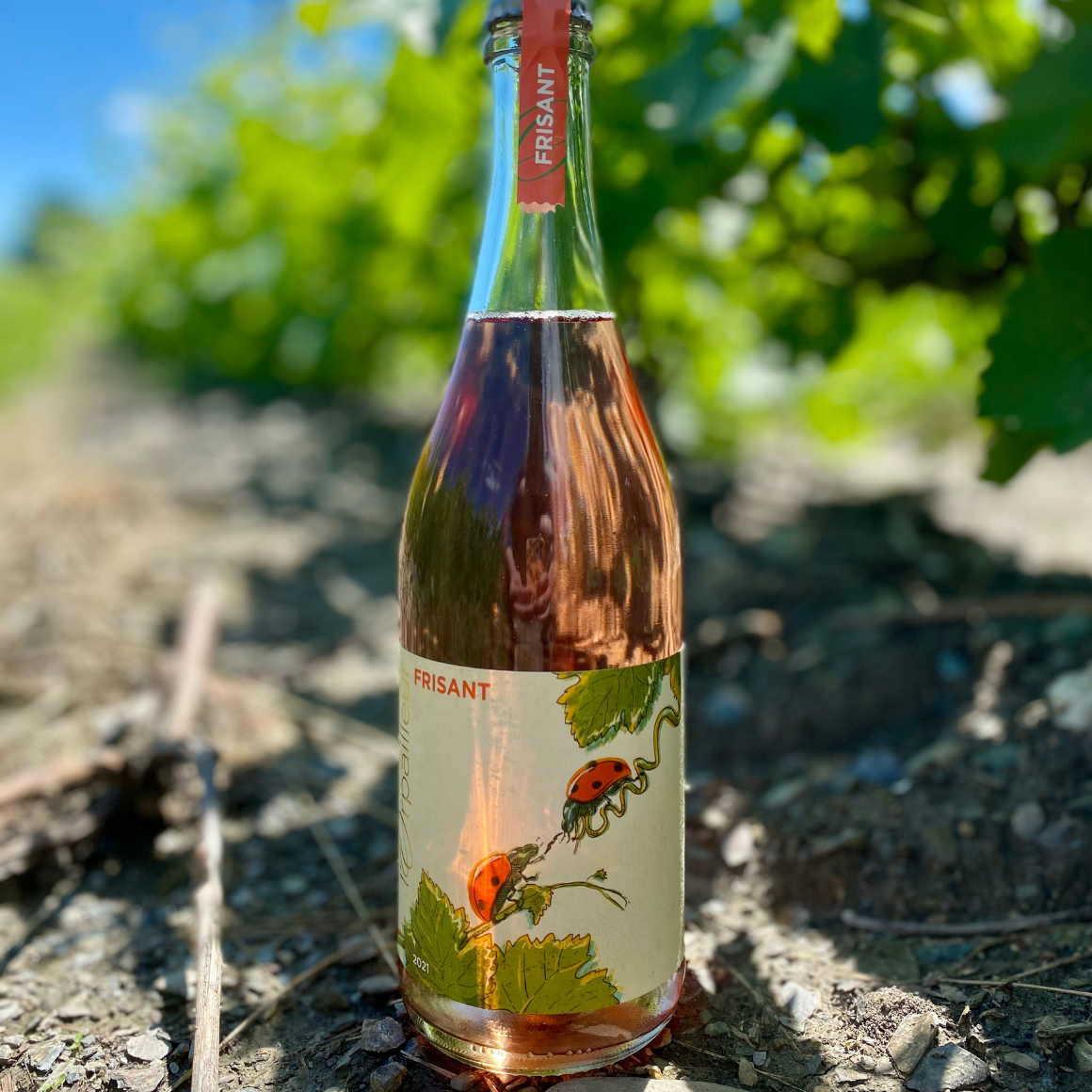 Le Vin de Glace du Québec le vin de l'extrême – Vignoble de l'Orpailleur