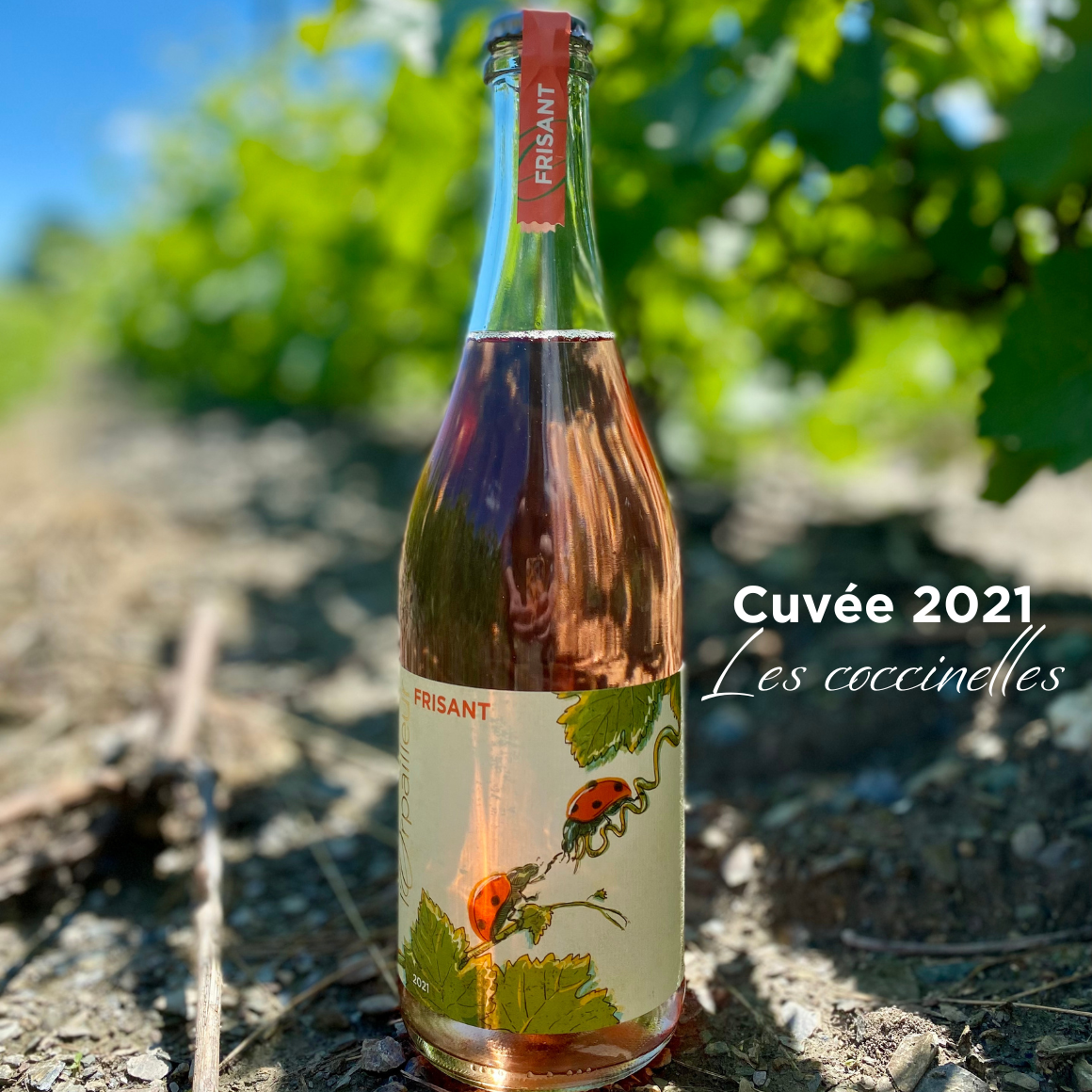 l'Orpailleur Frisant.