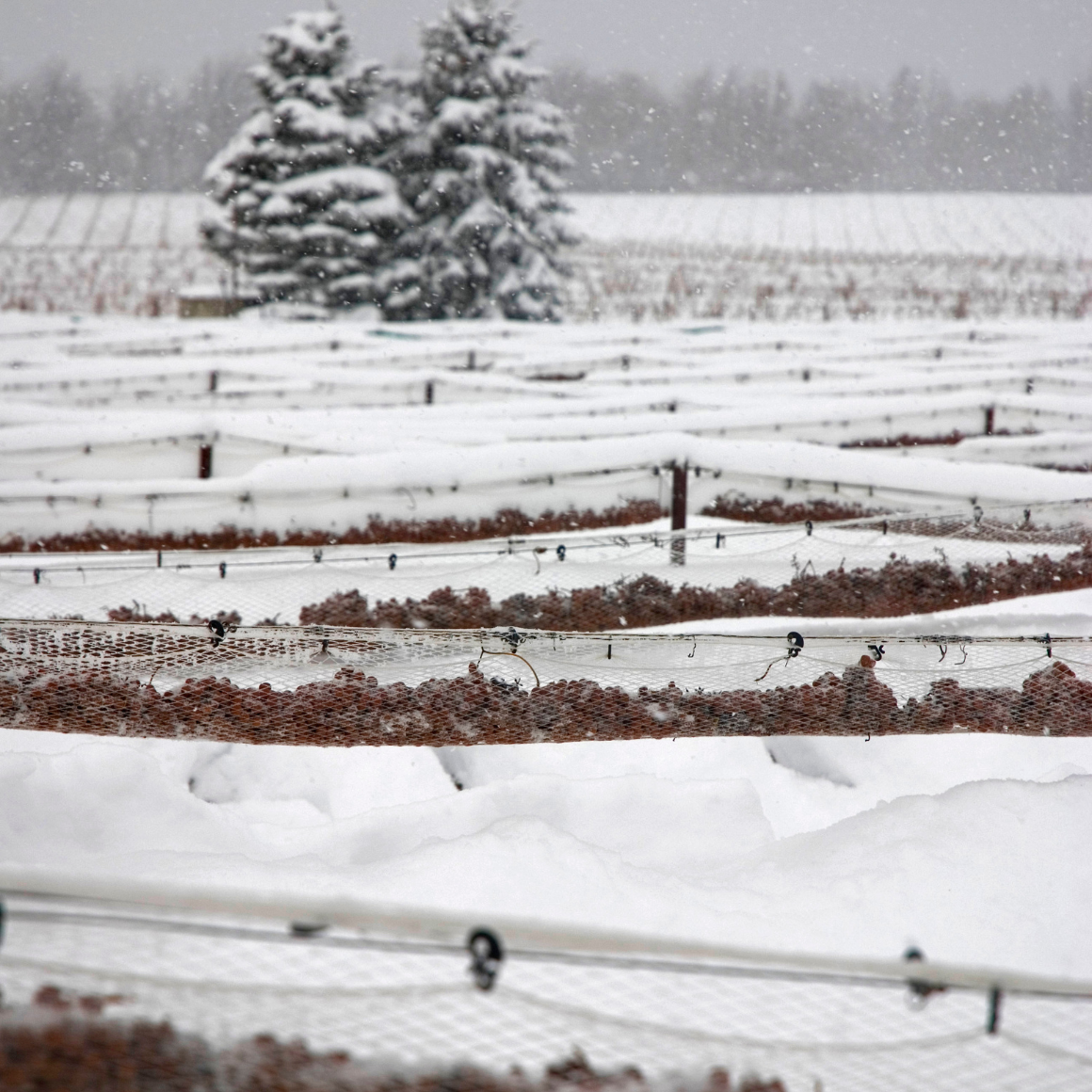 l'Orpailleur Vin de Glace.