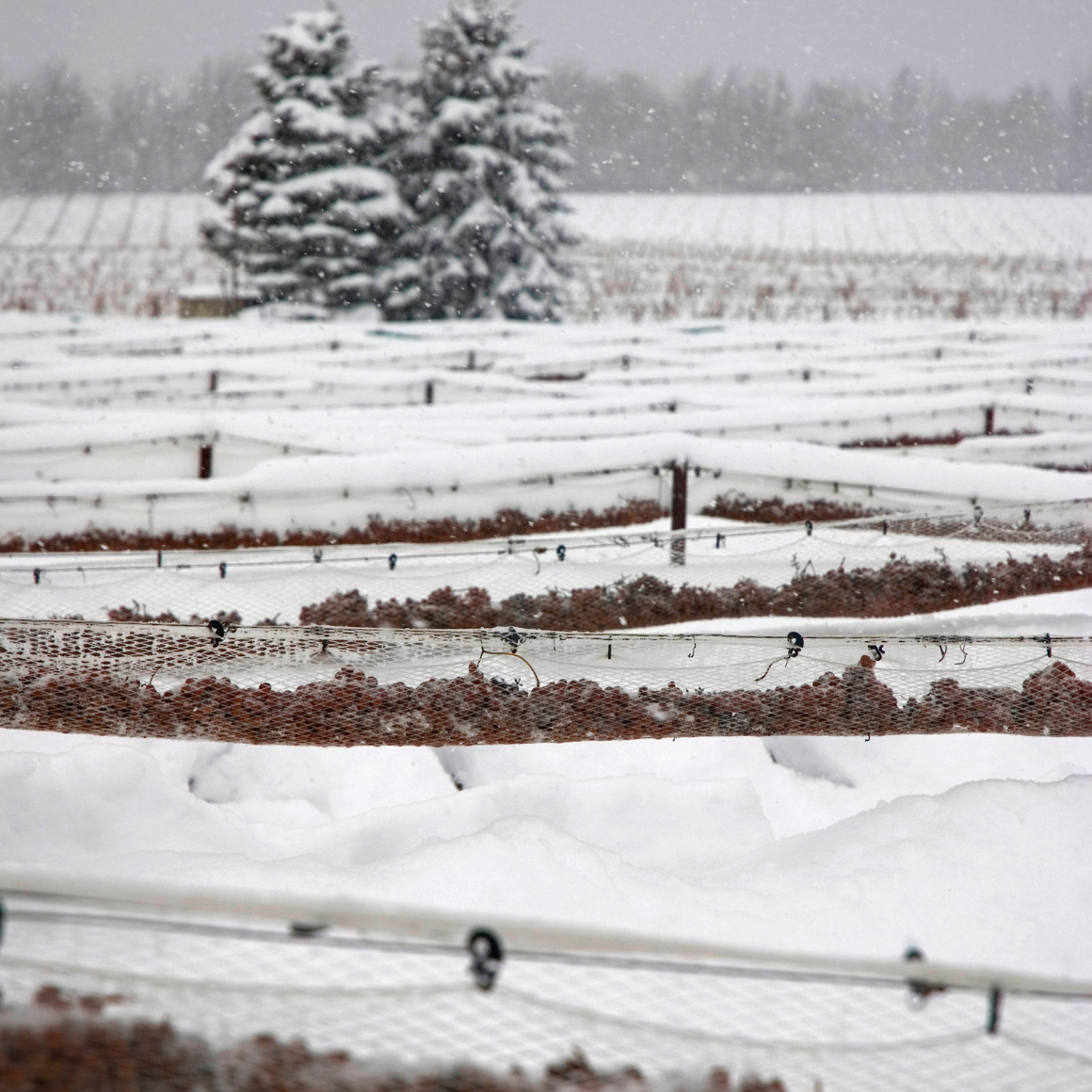 l'Orpailleur Ice Wine