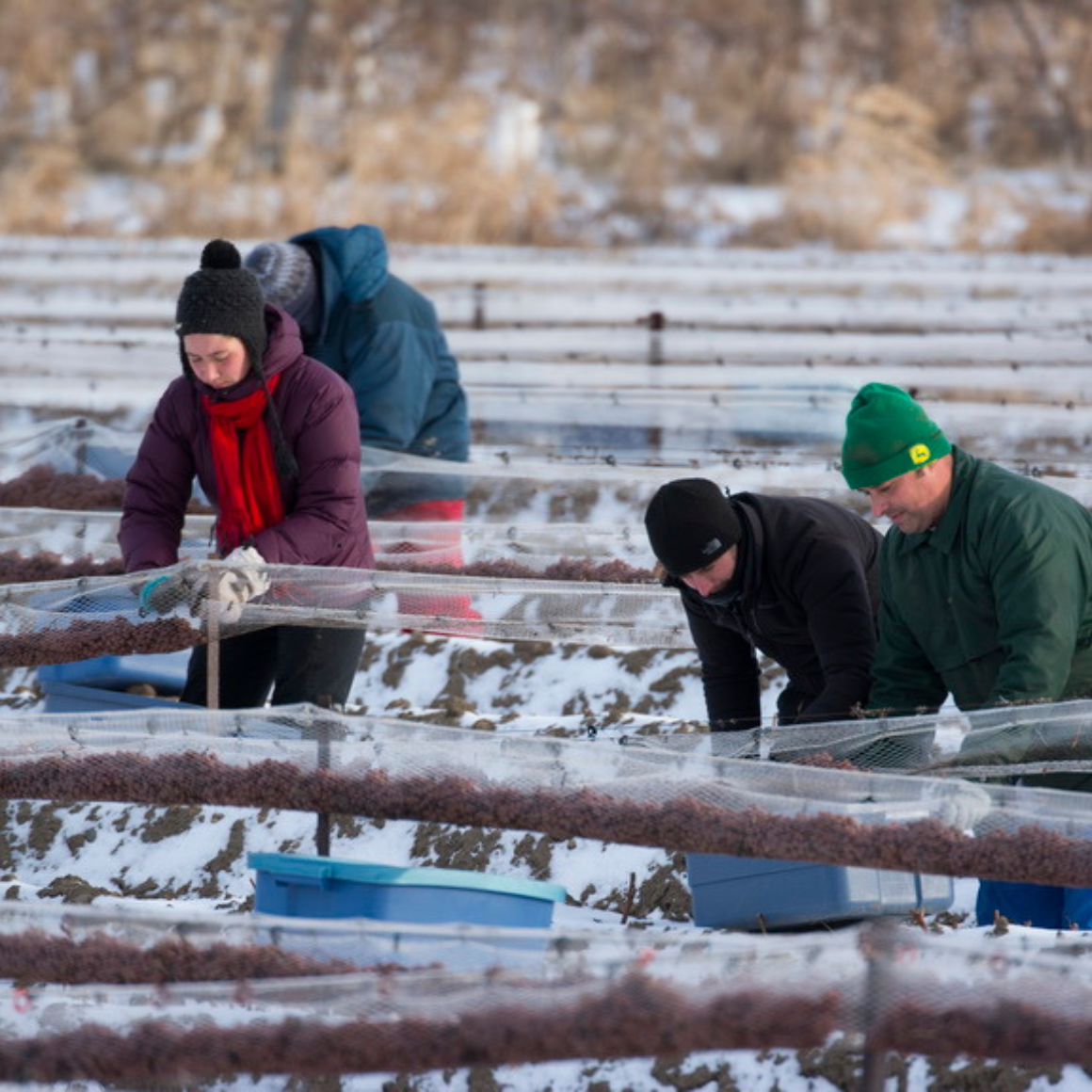 l'Orpailleur Ice Wine