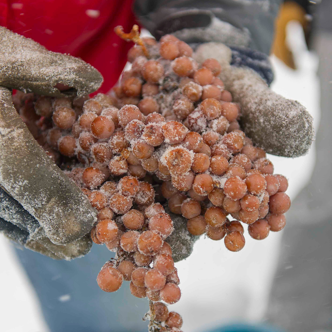 l'Orpailleur Vin de Glace.
