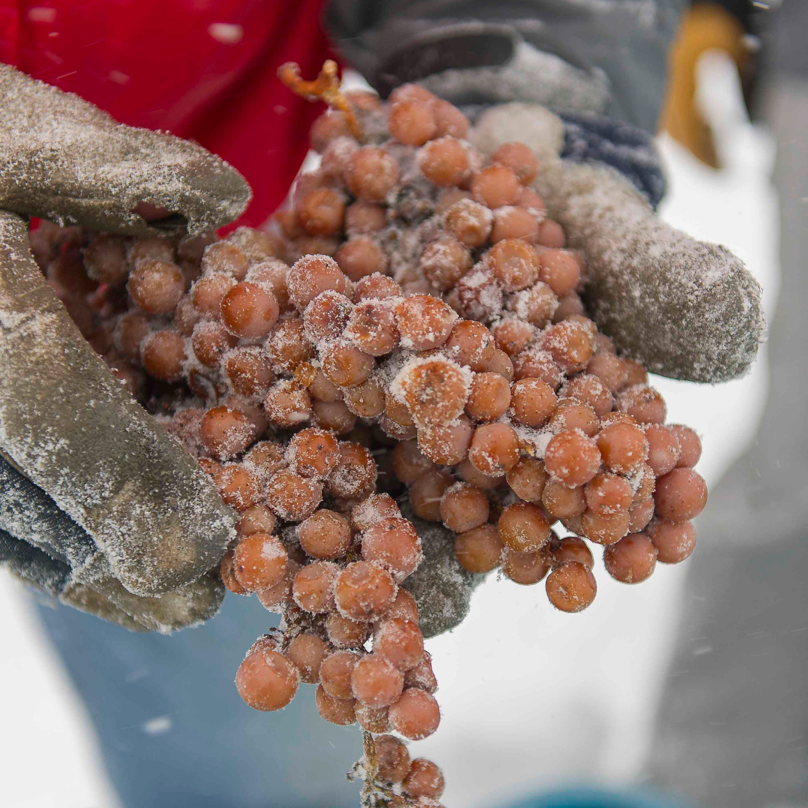 l'Orpailleur Vin de Glace