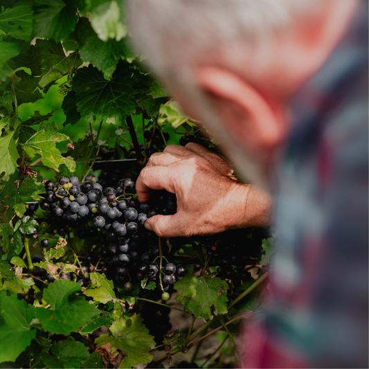 Les vendanges 2025 sont lancées!