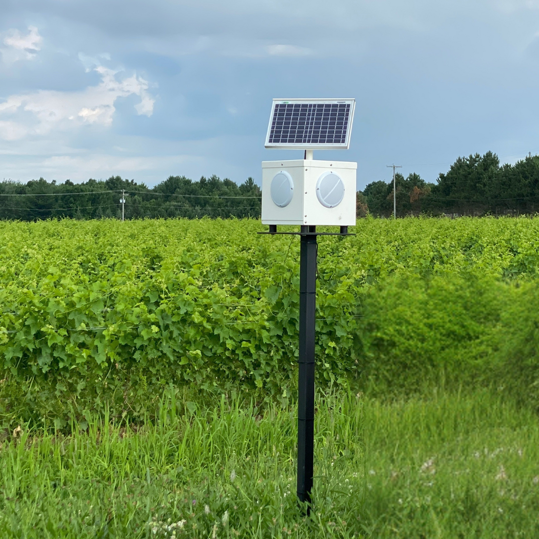Une 1re au Québec: la génodique à l’Orpailleur
