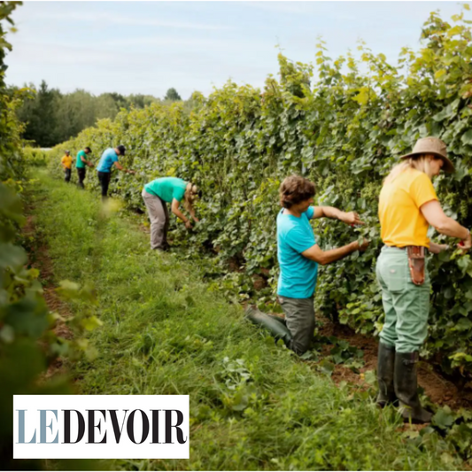 Le Devoir | De la vigne au verre: un toast à nos pionniers