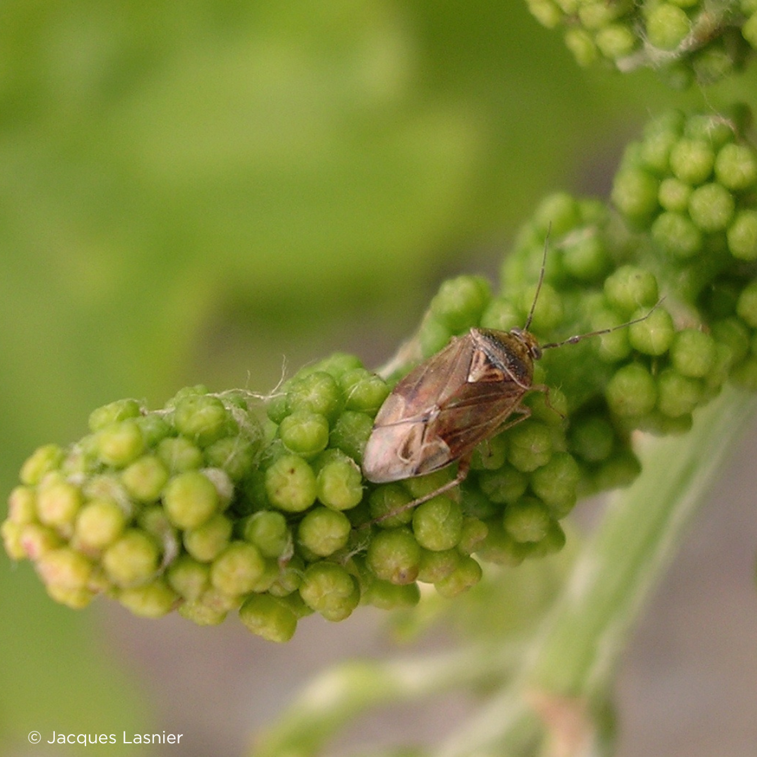 Études sur la biodiversité