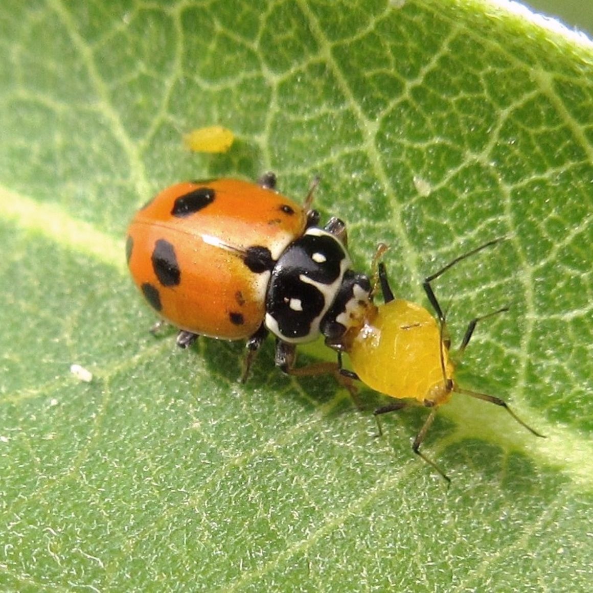 Une coccinelle en train de dévorer un puceron jaune, insecte ravageur, sur une feuille.