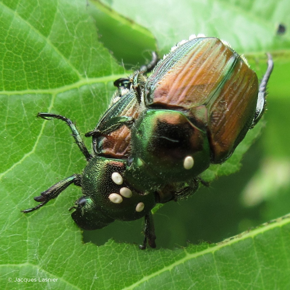 Scarabées japonais parasités par un insecte utile: la mouche tachinide Istocheta aldrichi