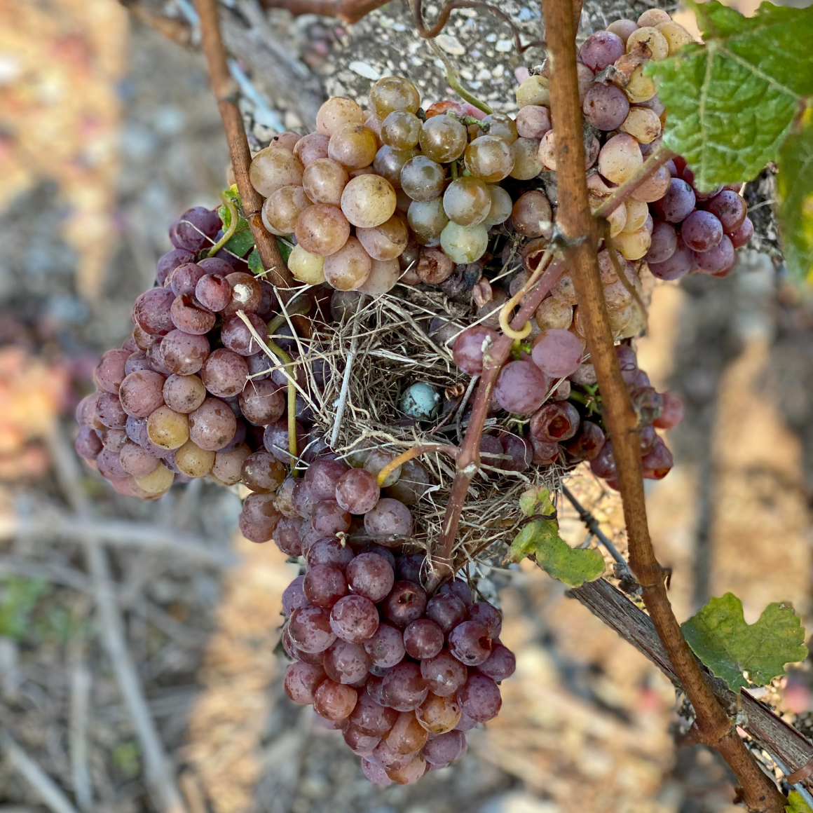 Un nid d'oiseau au coeur de grappes de Gewurztraminer.
