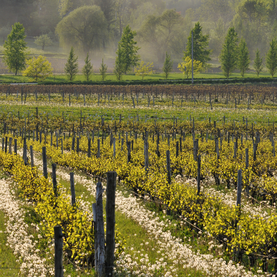 Au printemps, champs couverts de pissenlits qui attirent les insectes pollinisateurs.