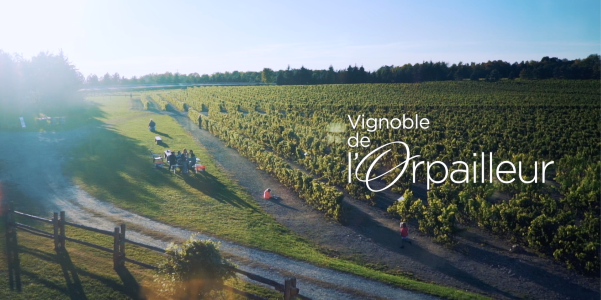 Charger la vidéo : The harvest at the Vignoble de l&#39;Orpailleur